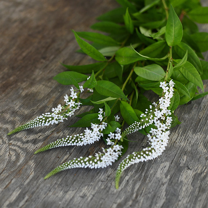 Lysimachia - White