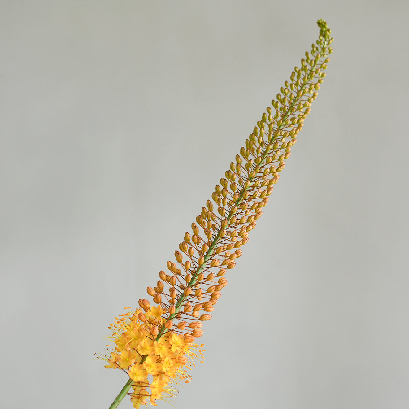 Eremurus - Orange