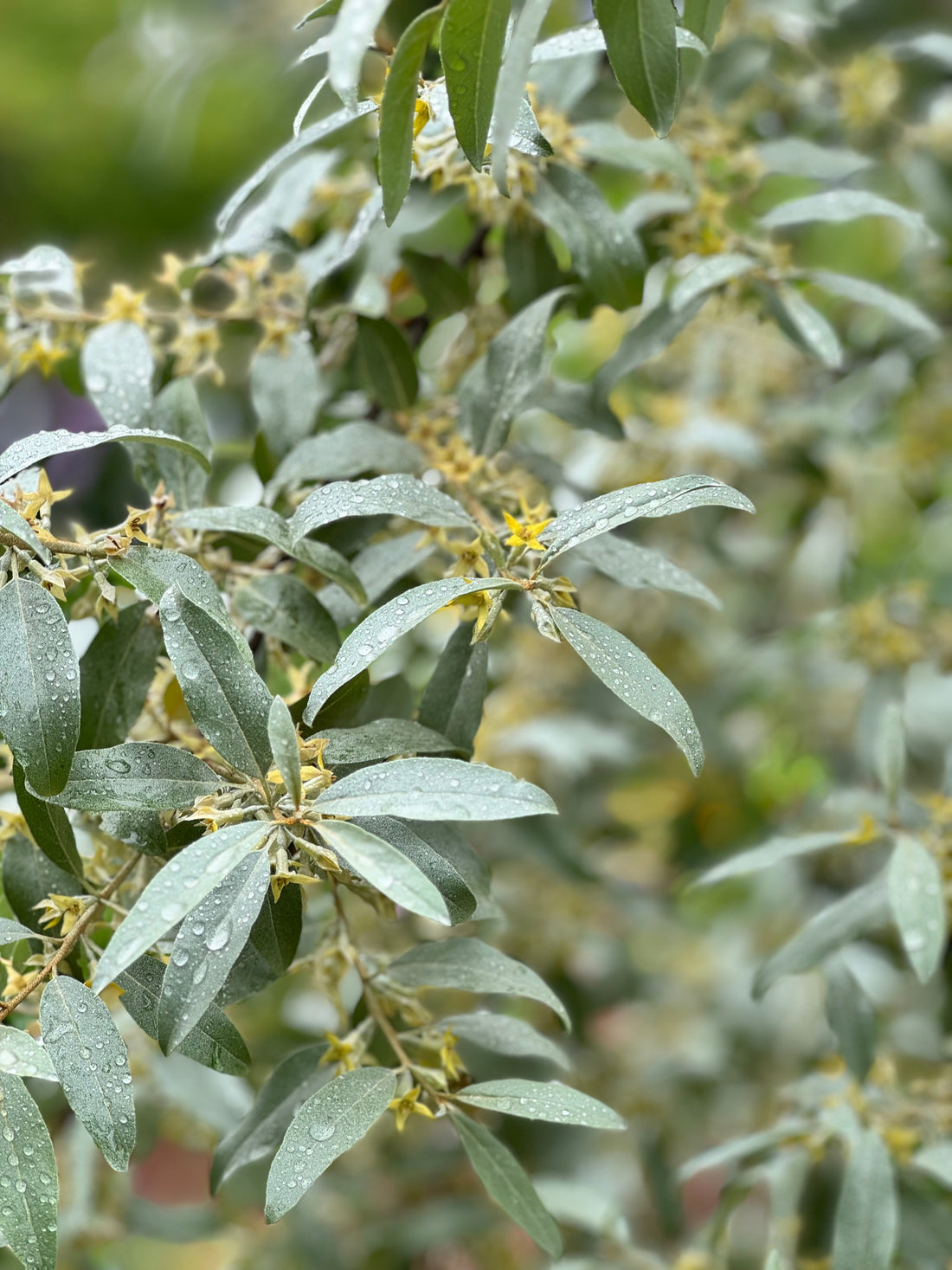 Elaeagnus - Quicksilver (no flowers)