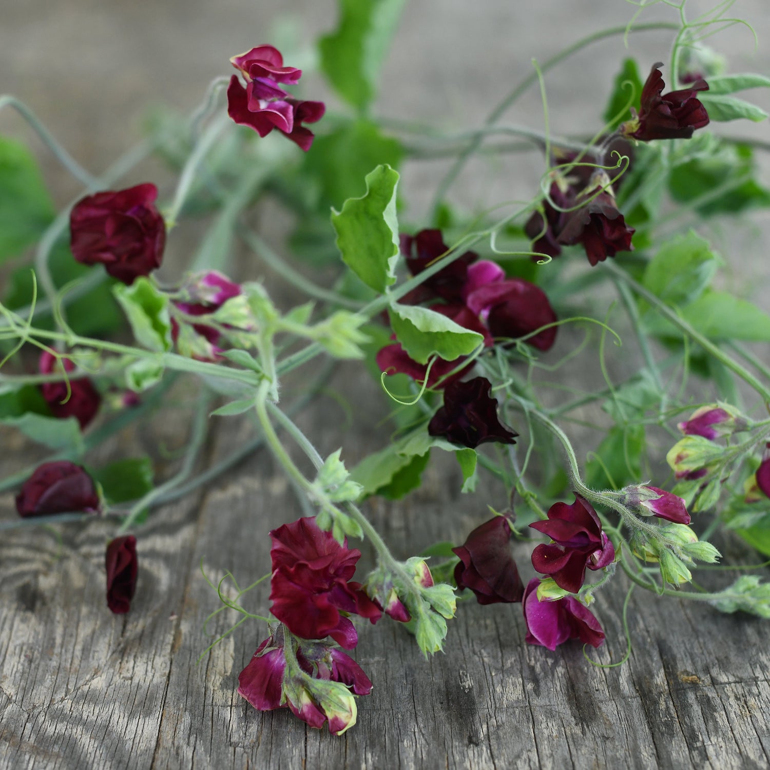 Sweet Pea, vining - Topsy