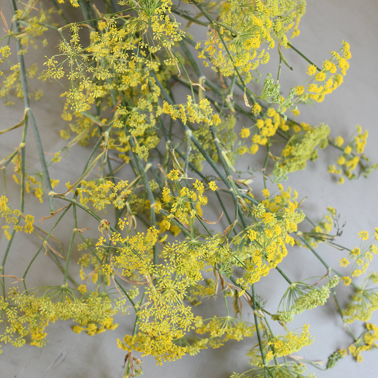 Fennel - Bronze flowering XL