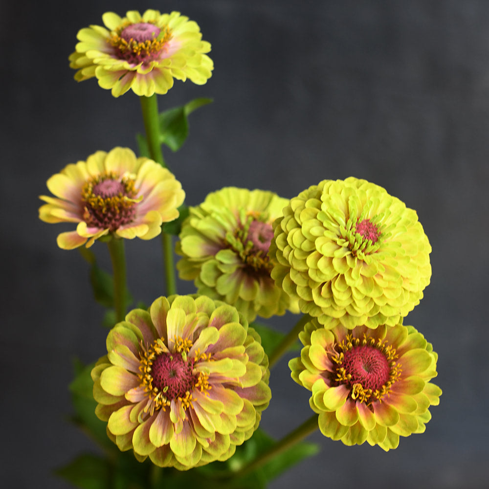 Zinnia - Queeny Lime Blush