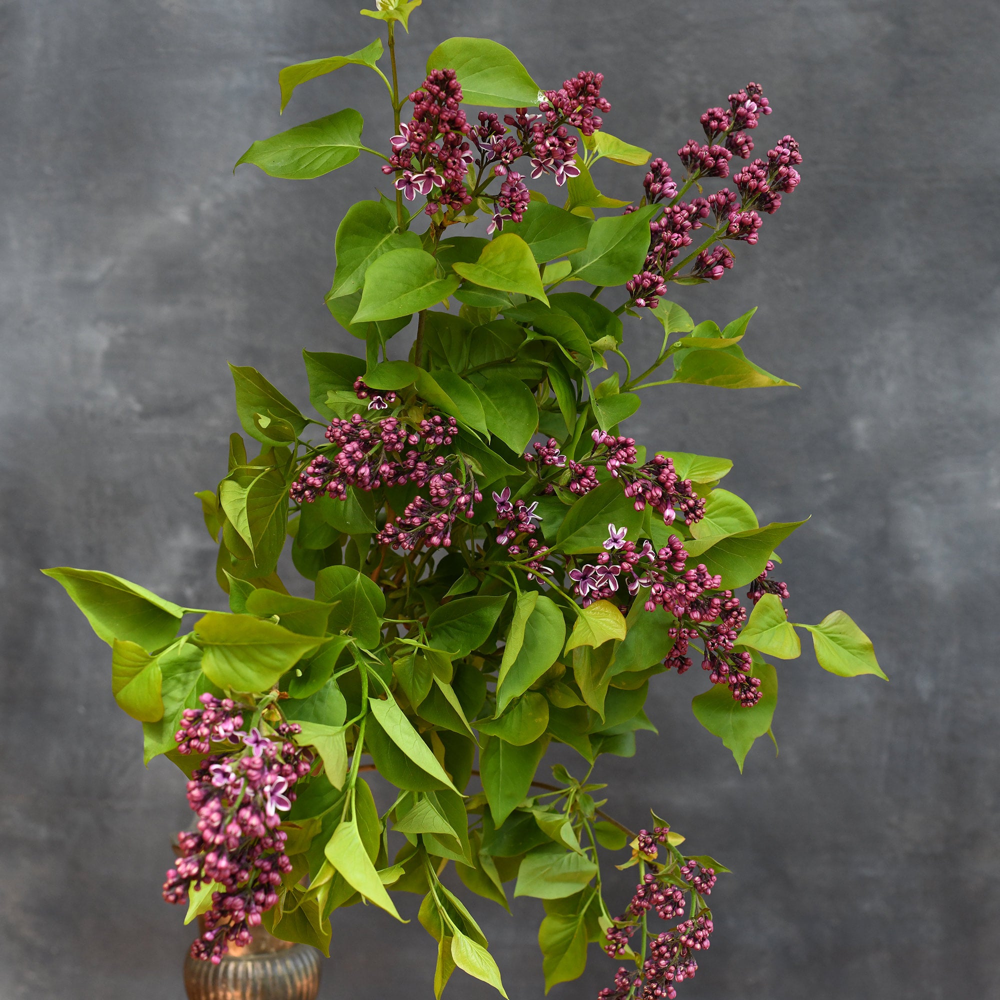 Lilac - Sensation