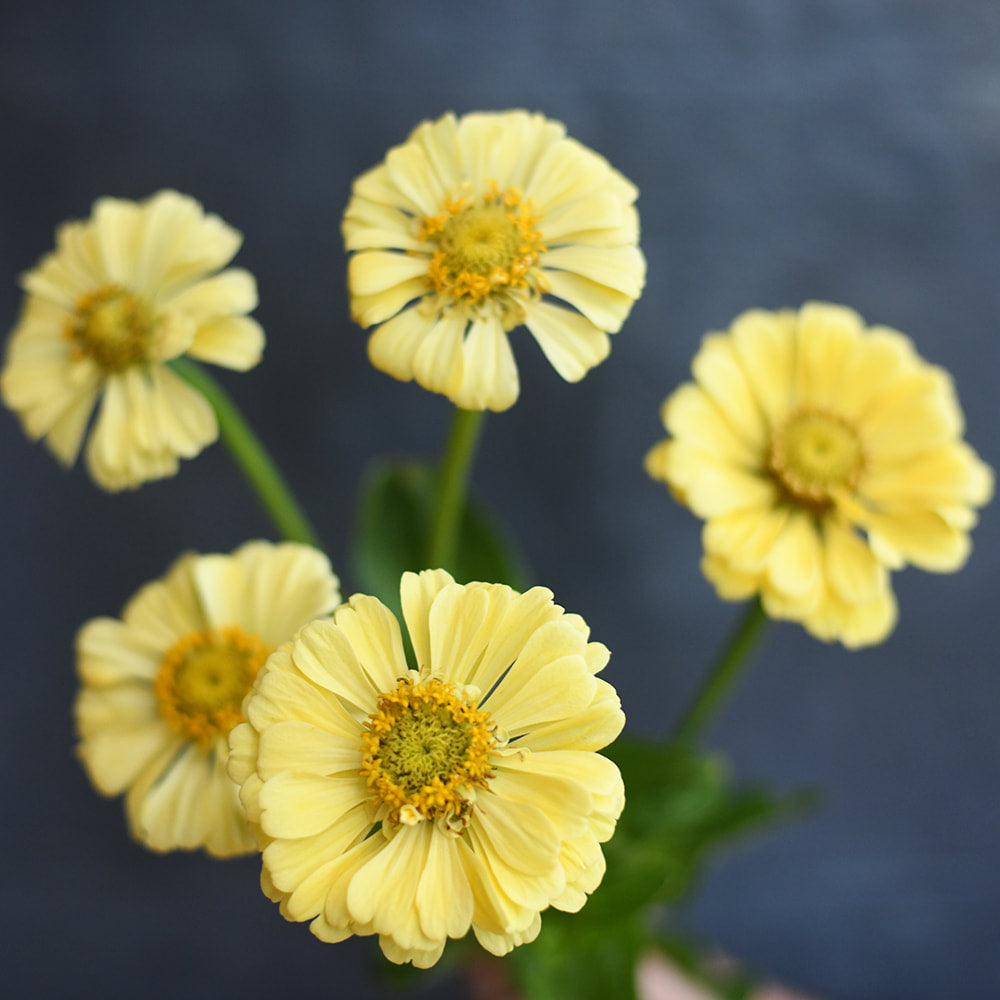 Zinnia - Isabellina
