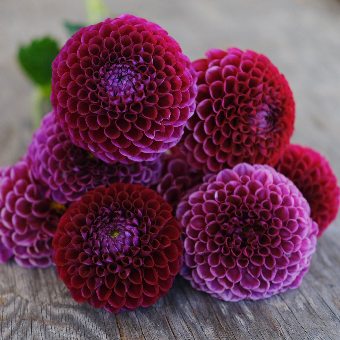 Dahlia - Ivanetti