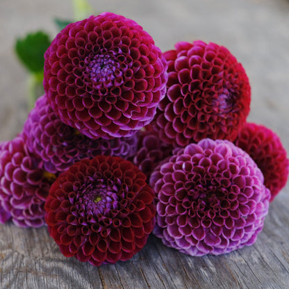 Dahlia fresh mix bunch (9 stems)