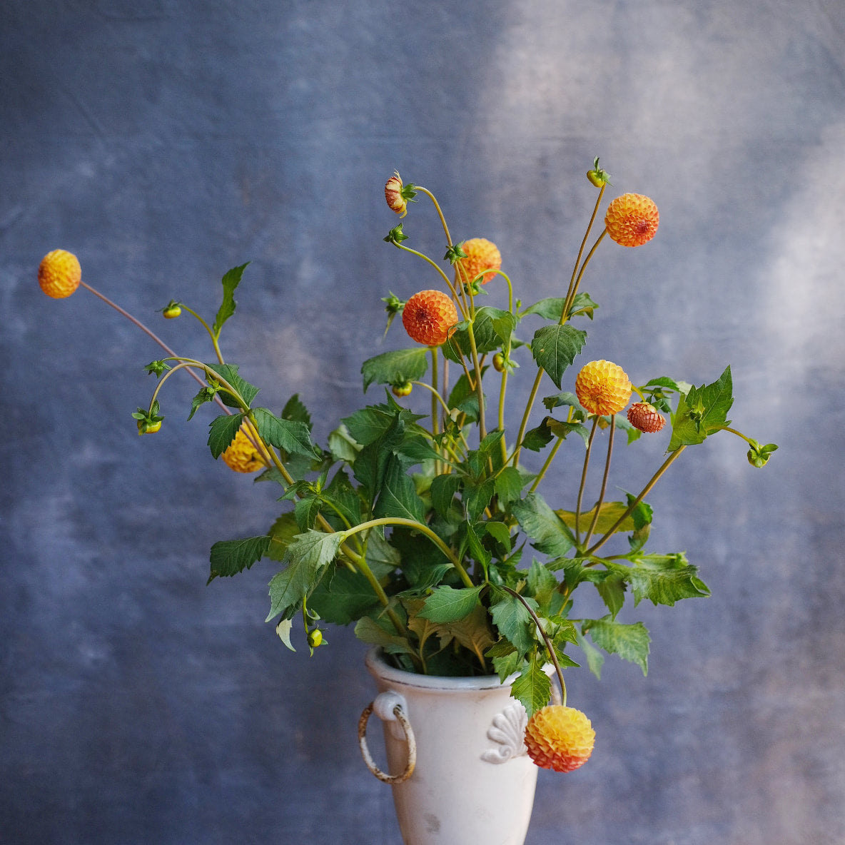 Dahlia - Ginger Willow