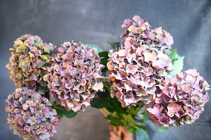 Hydrangea Penny Mac - Antiqued pink