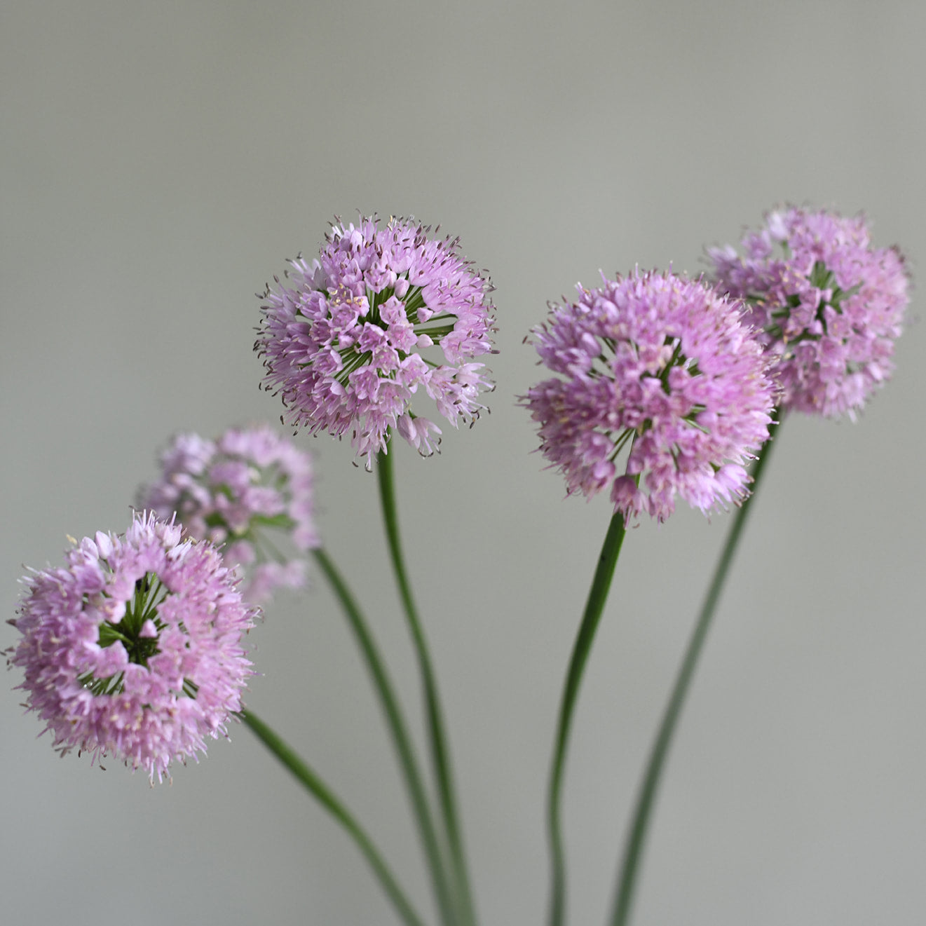 Allium - Summer Beauty