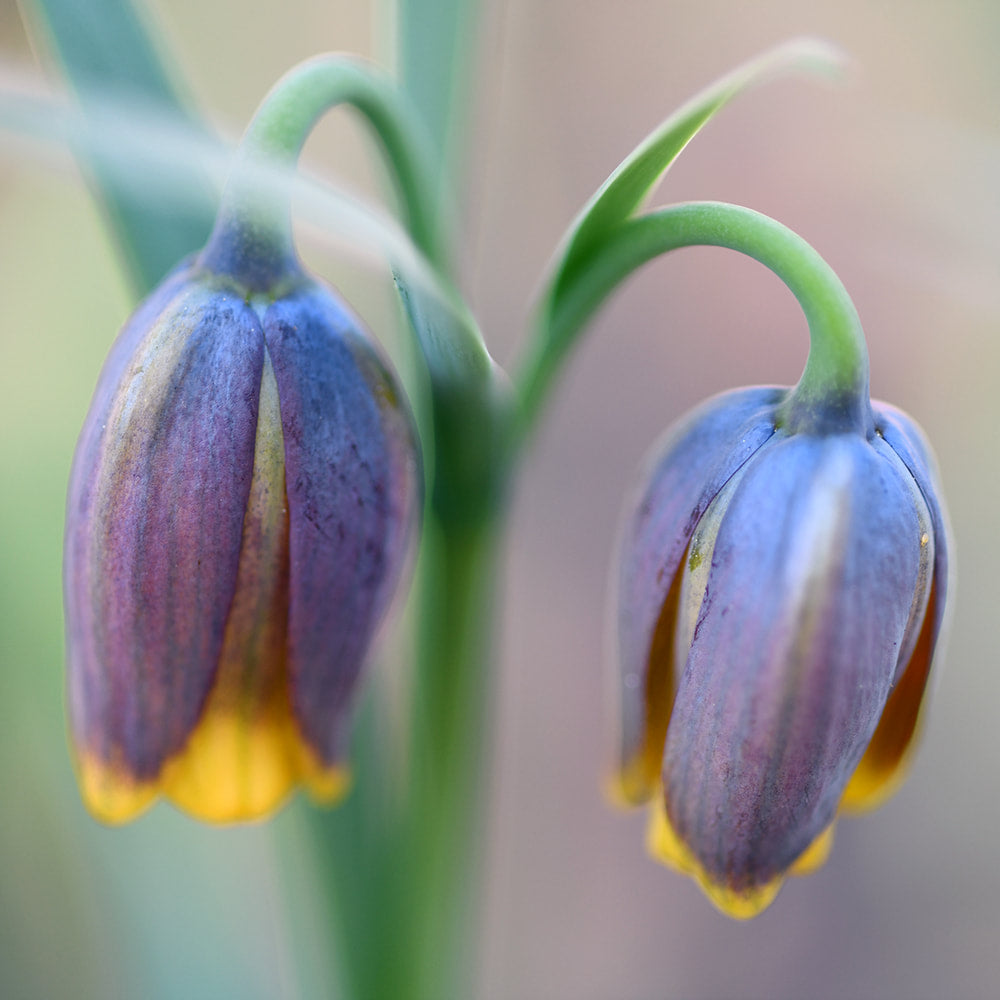 Fritillaria - Uva-vulpis