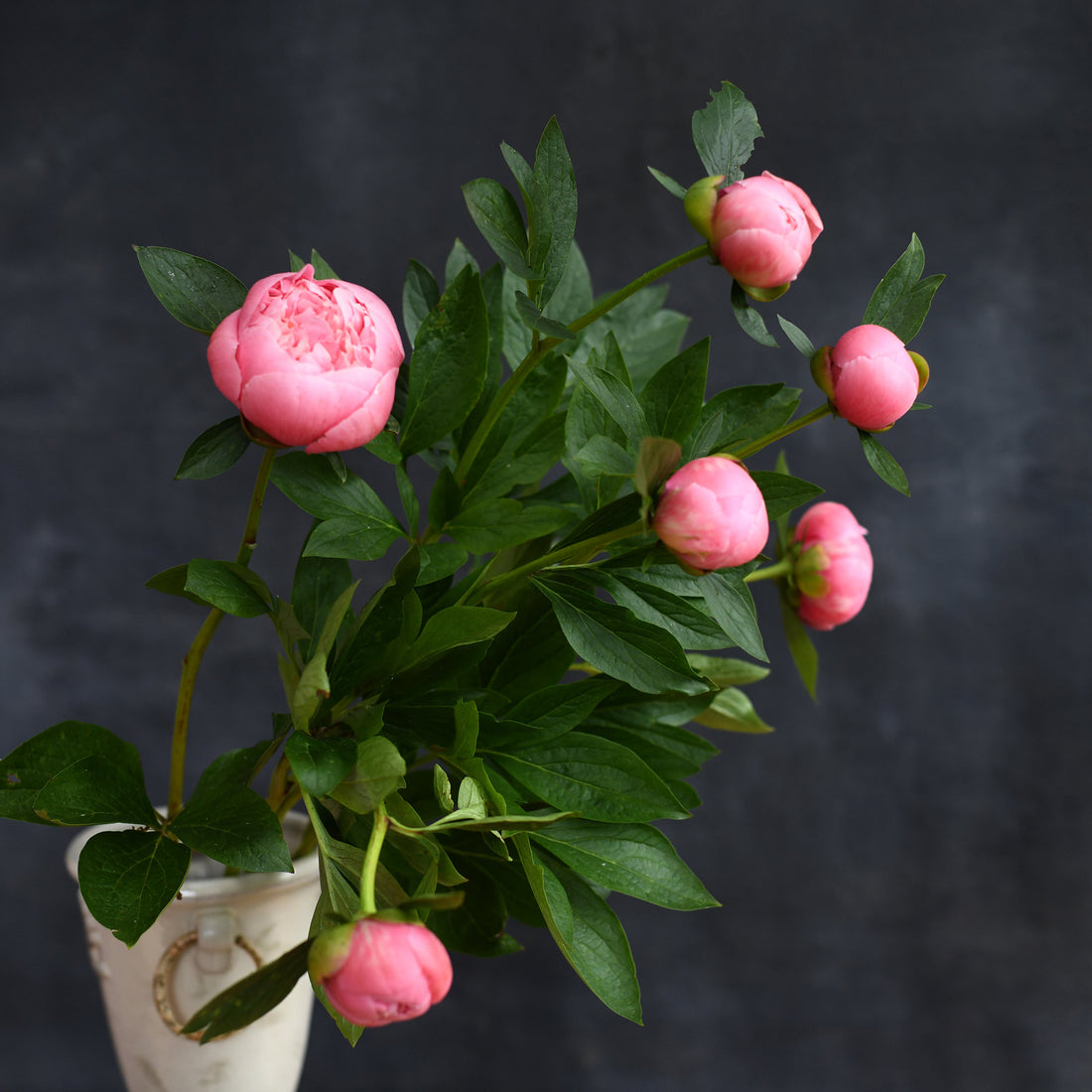 Peony - Etched Salmon