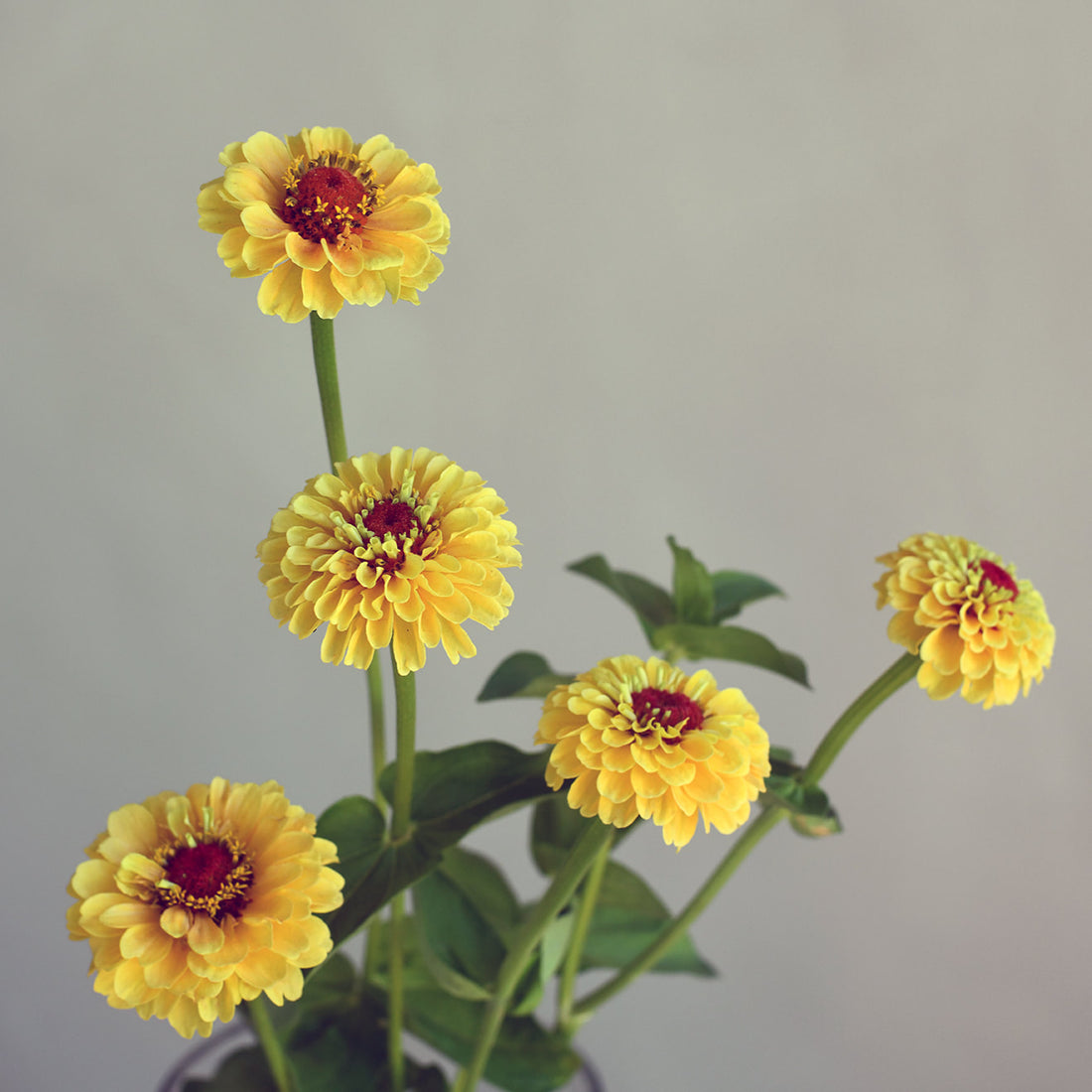 Zinnia - Queen Lemon Peach