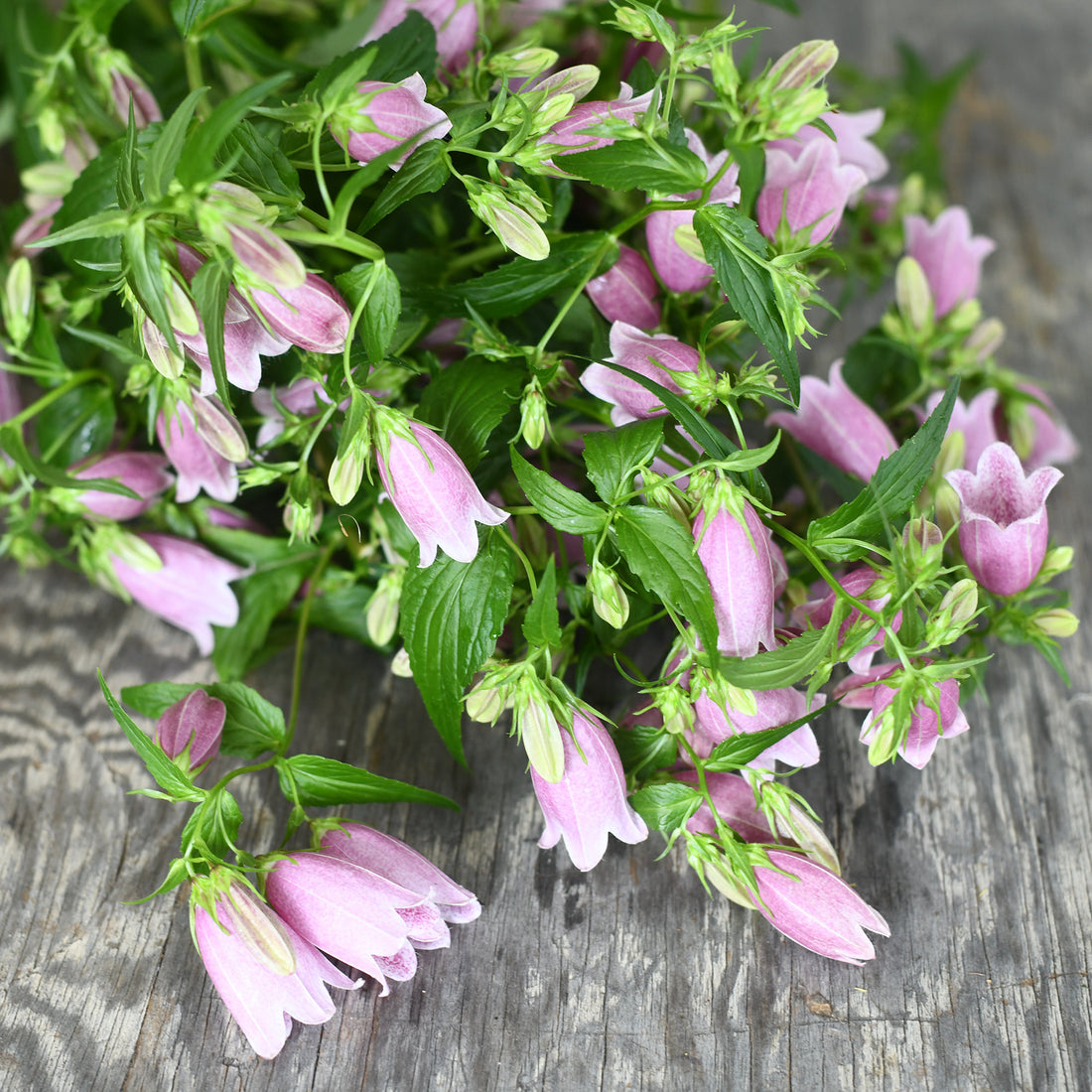 Campanula - Takesimana purple