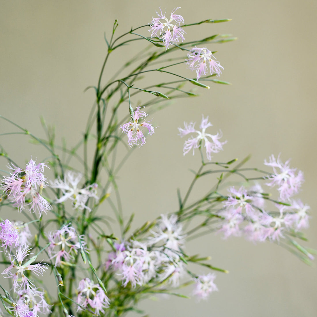 Dianthus - Superbus