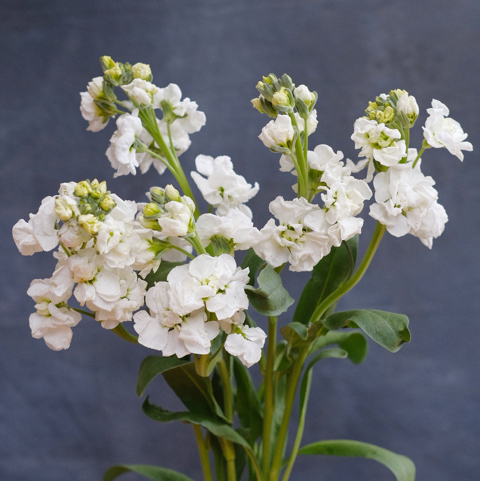 Stock - Katz White