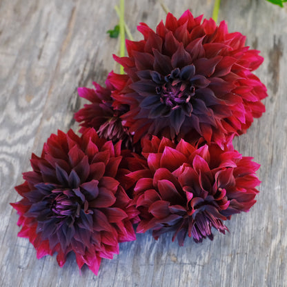 Dahlia fresh mix bunch (9 stems)