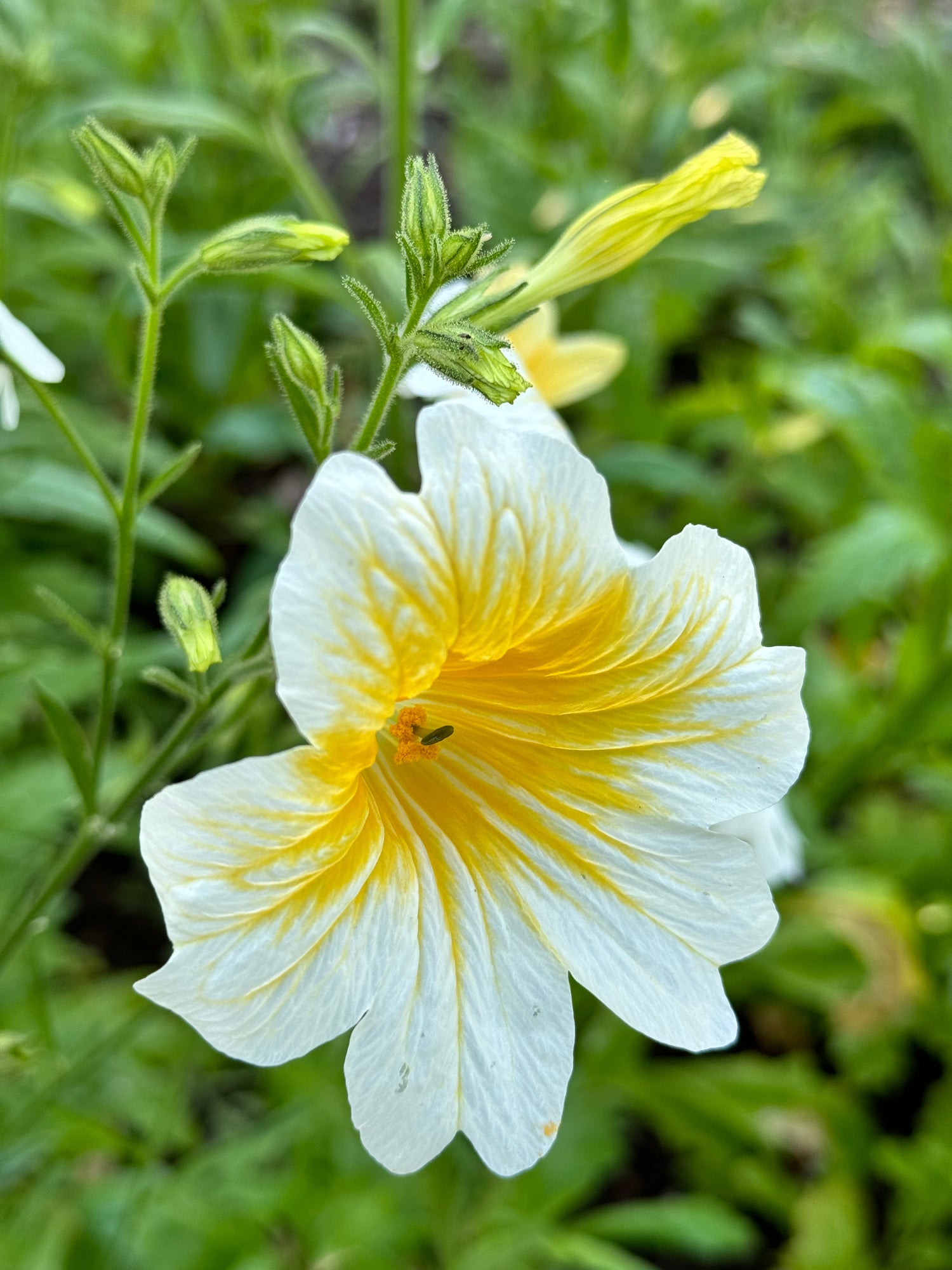 Salpiglossis - Yellow