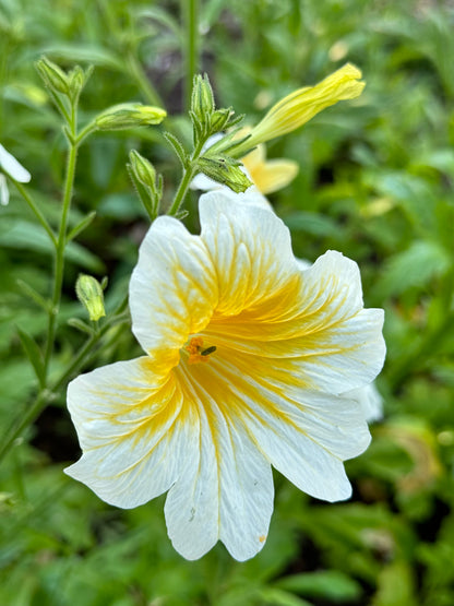 Salpiglossis - Yellow