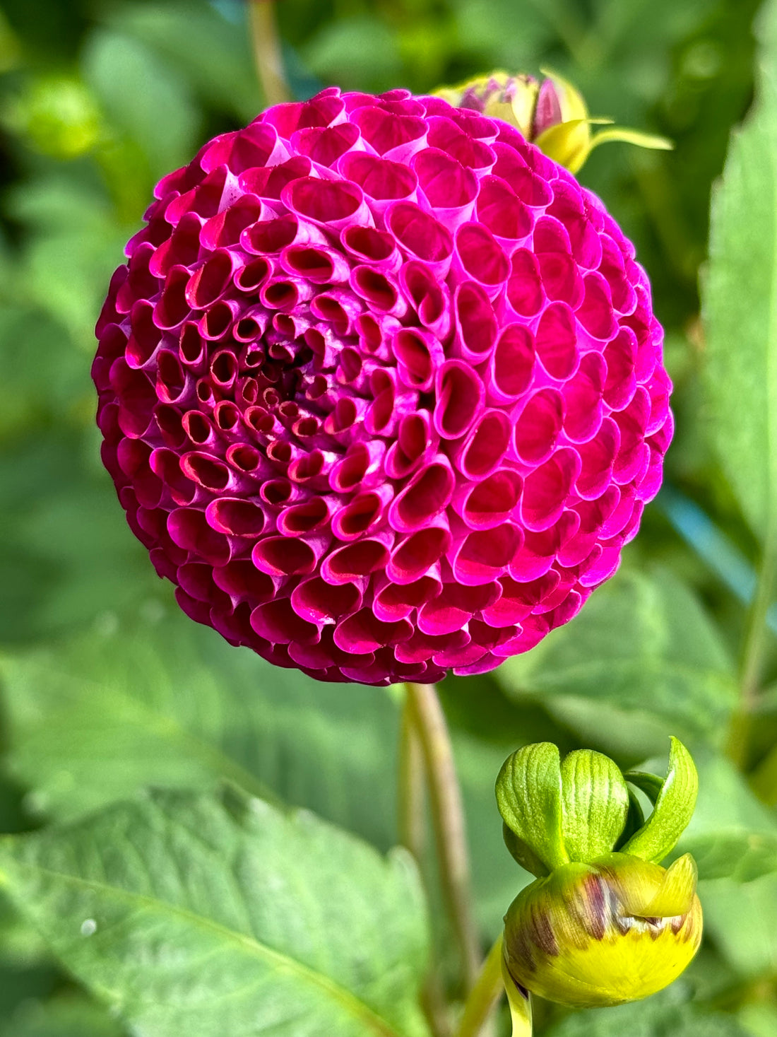 Dahlia - Dot Com