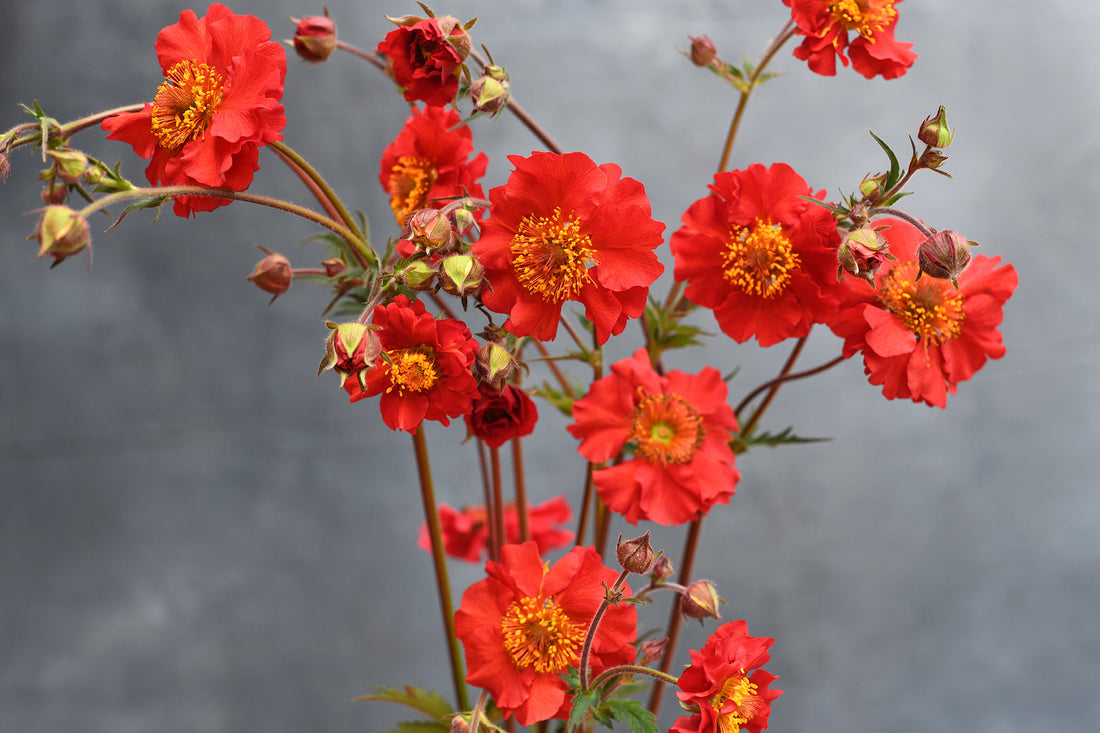 Geum - Sangria