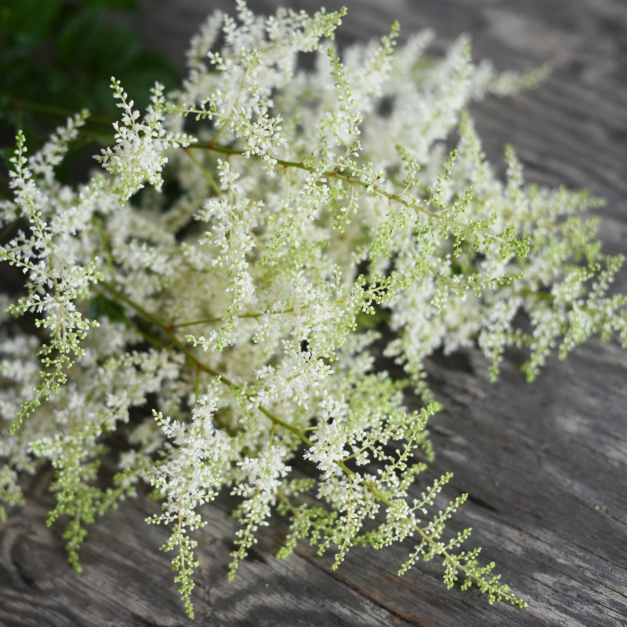 Astilbe - Bridal Veil jumbo