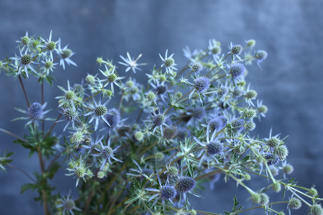 Eryngium - Blue Glitter