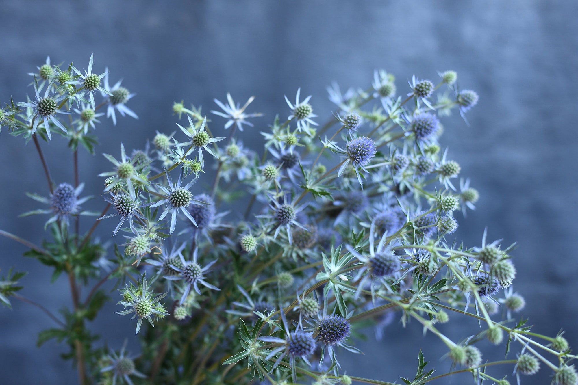 Eryngium - Blue Glitter