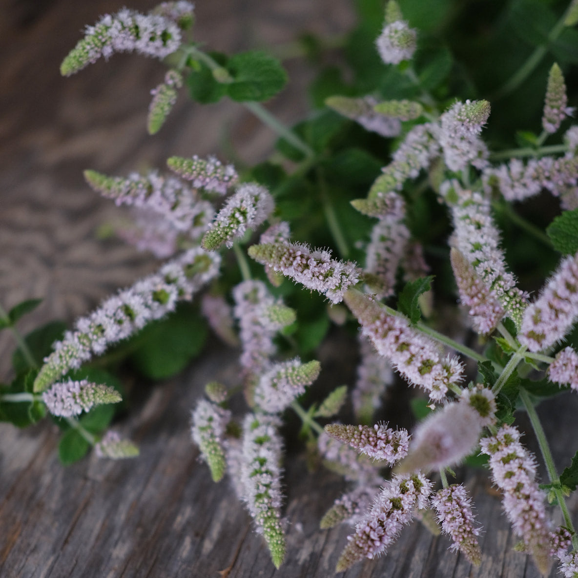 Mint - Apple flowering
