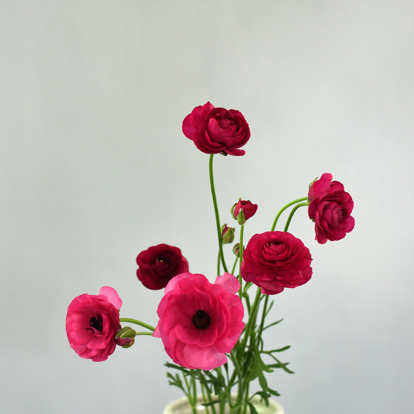 Ranunculus - Amandine Violet