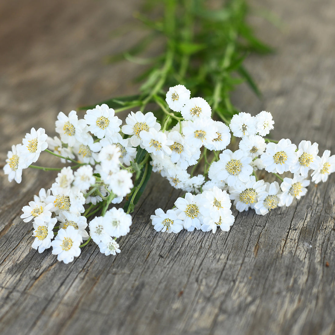 Yarrow - The Pearl