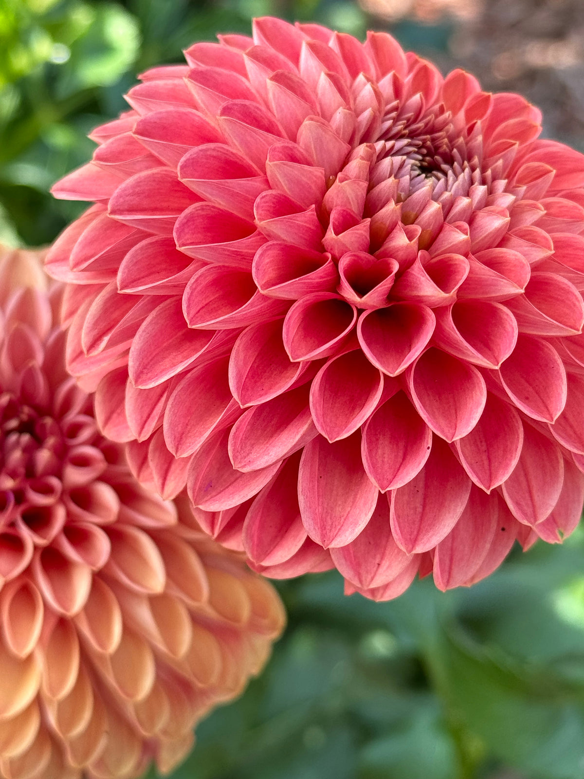 Dahlia fresh mix bunch (9 stems)