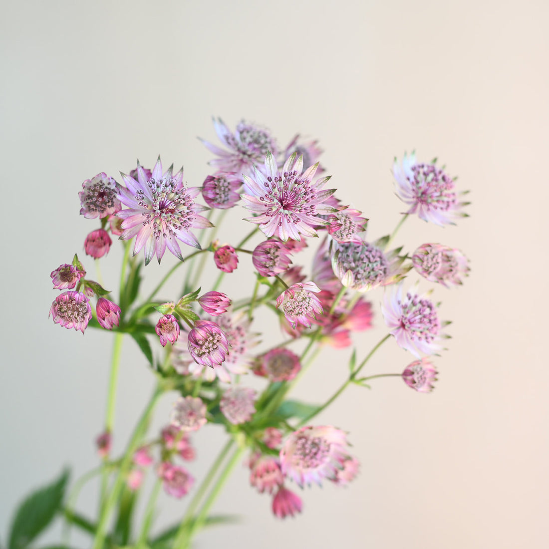 Astrantia - Pink