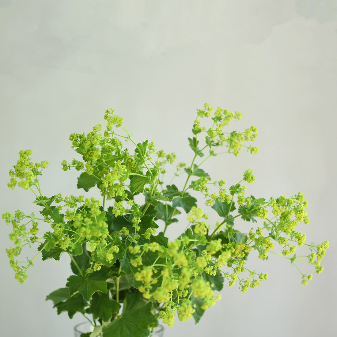 Alchemilla