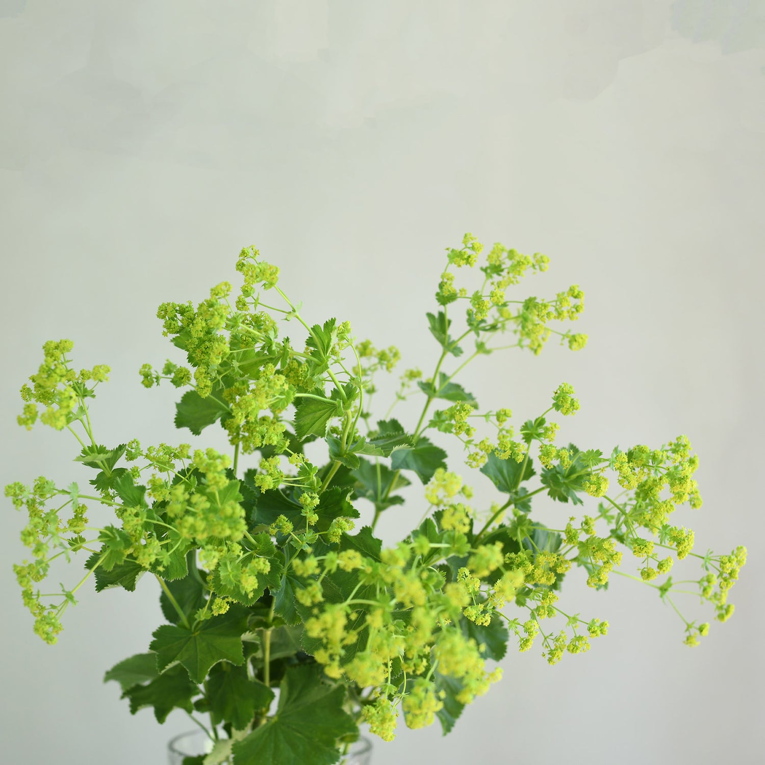 Alchemilla