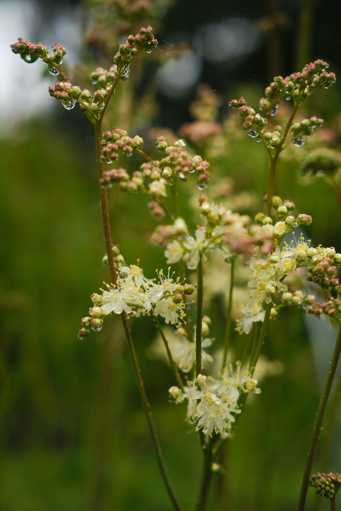 Filipendula Vulgaris - White