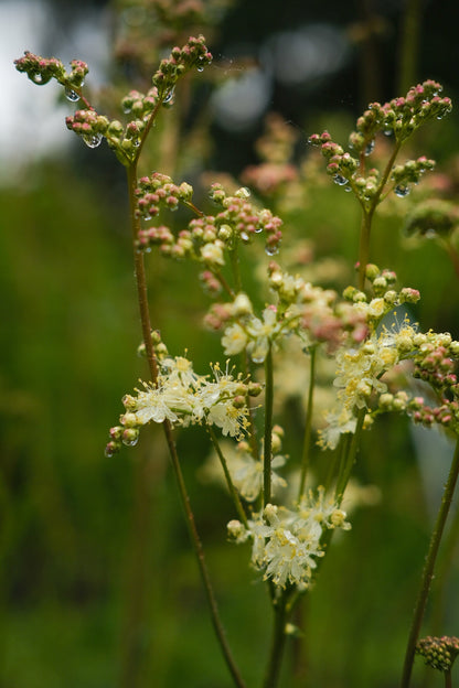 Filipendula Vulgaris - White