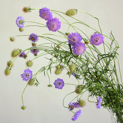 Scabiosa - Oxford Blue
