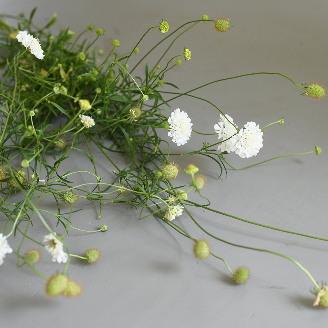 Scabiosa - Snowmaiden with pods
