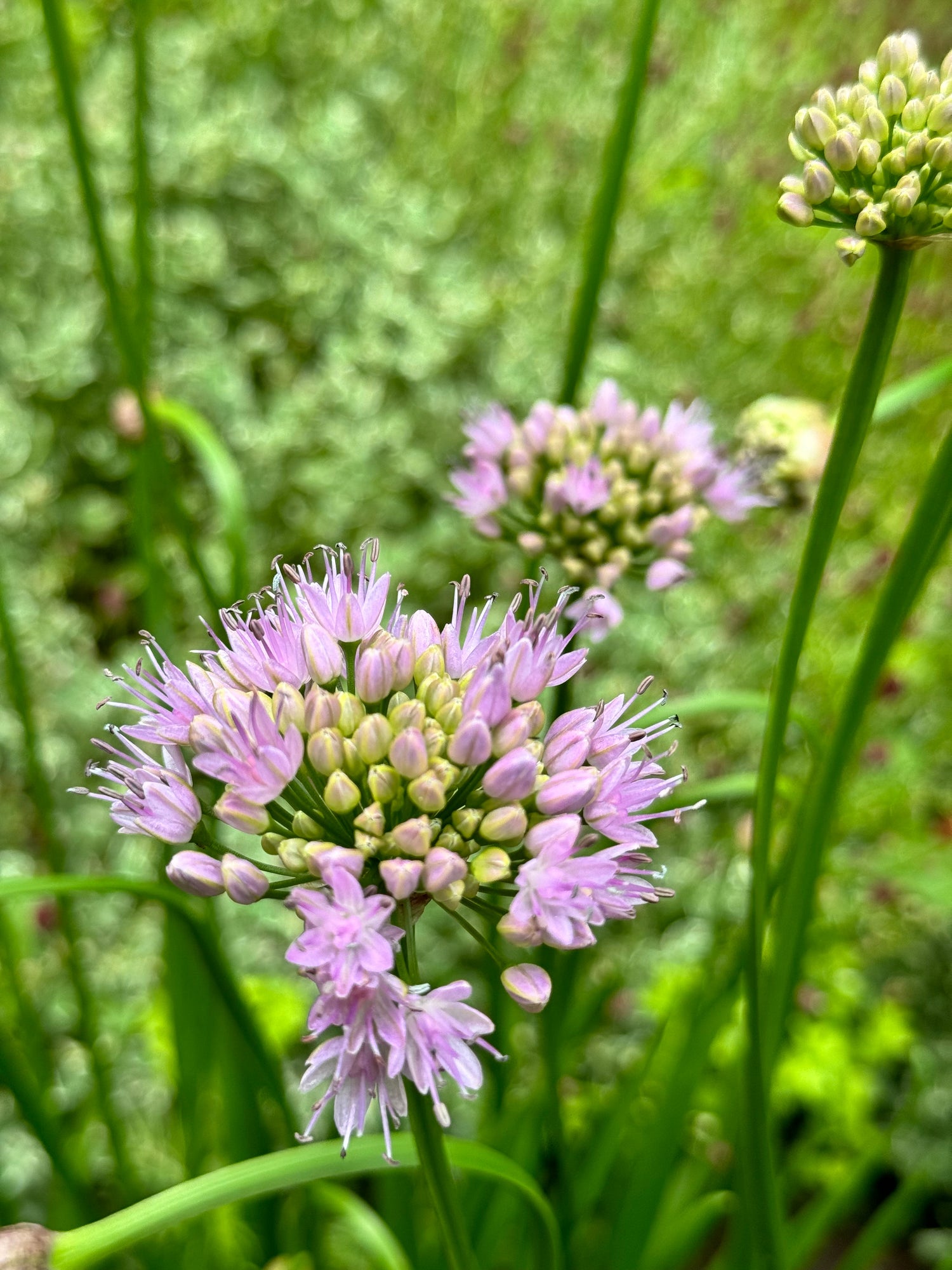 Allium - Summer Beauty
