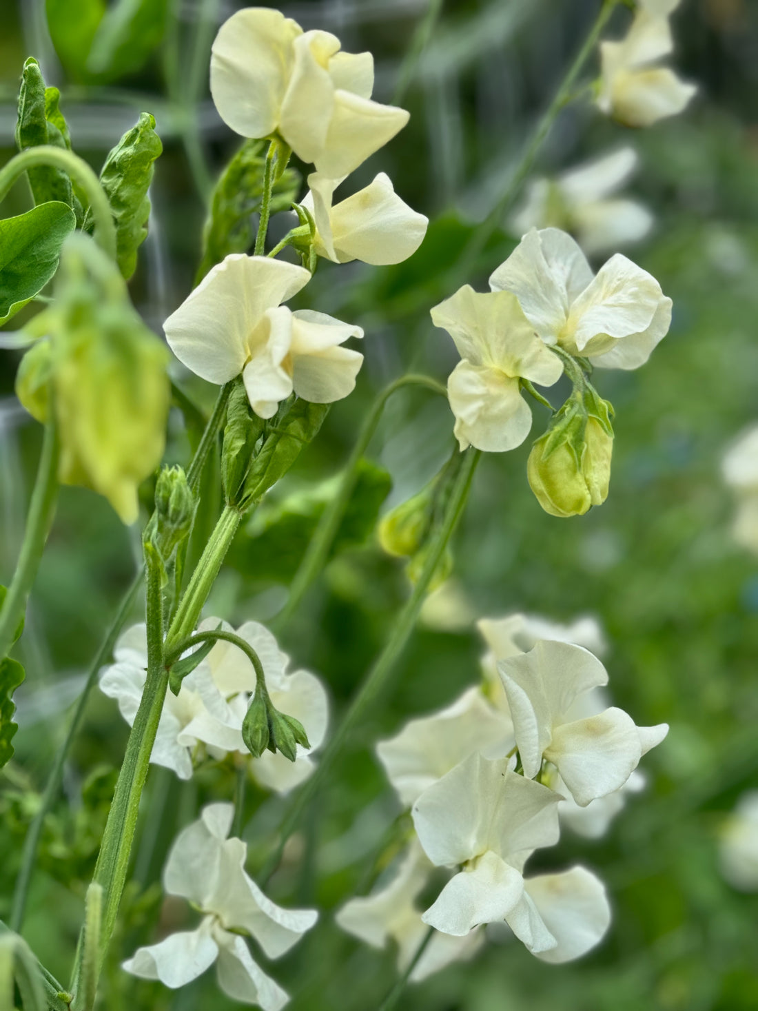 Sweet Pea, vining - Jilly