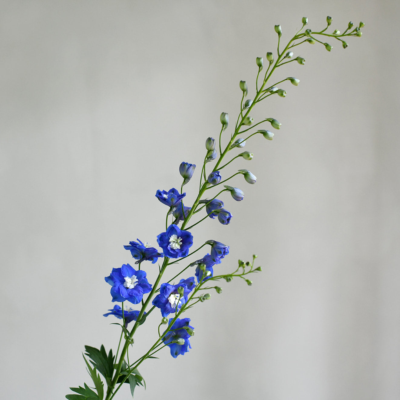 Aurora Blue Delphinium (3 stems)