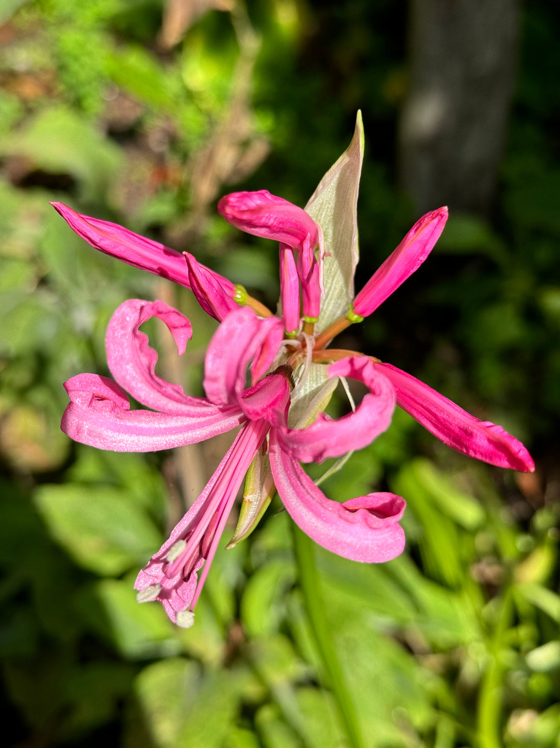 Nerine - Pink