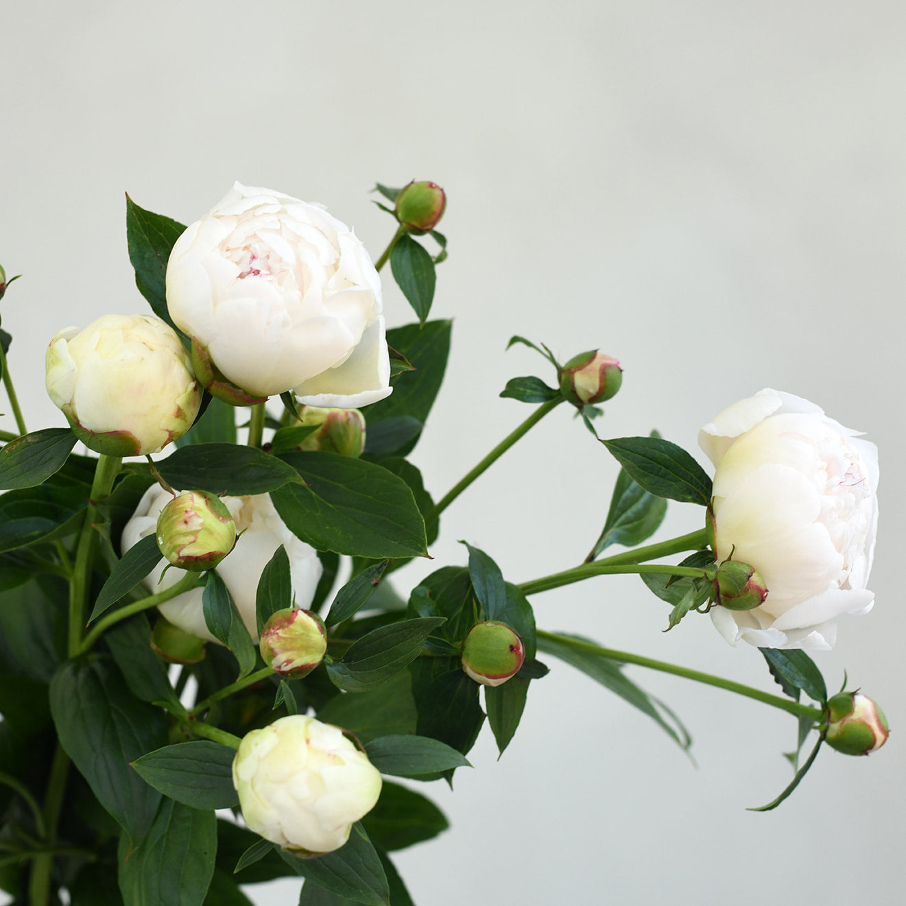 Peony bunch (7 stems)