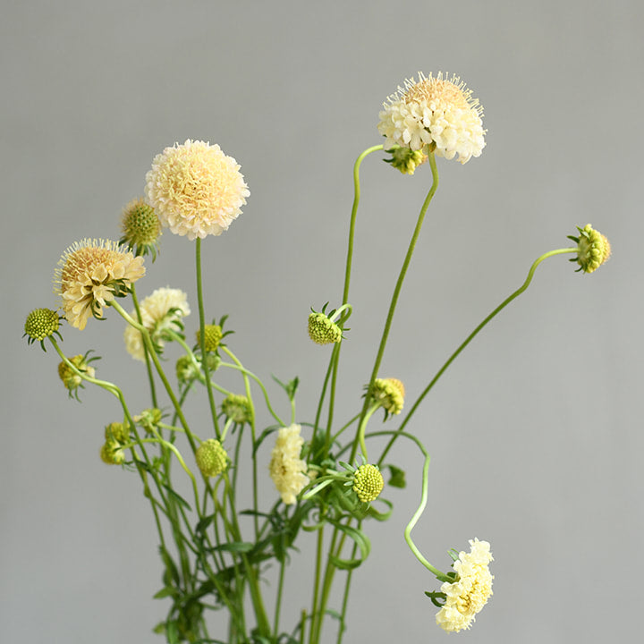 Scabiosa - Fata Morgana