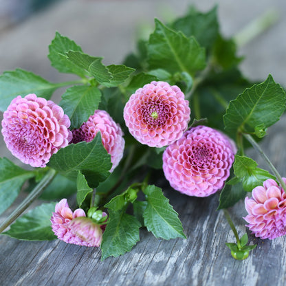 Dahlia fresh mix bunch (9 stems)