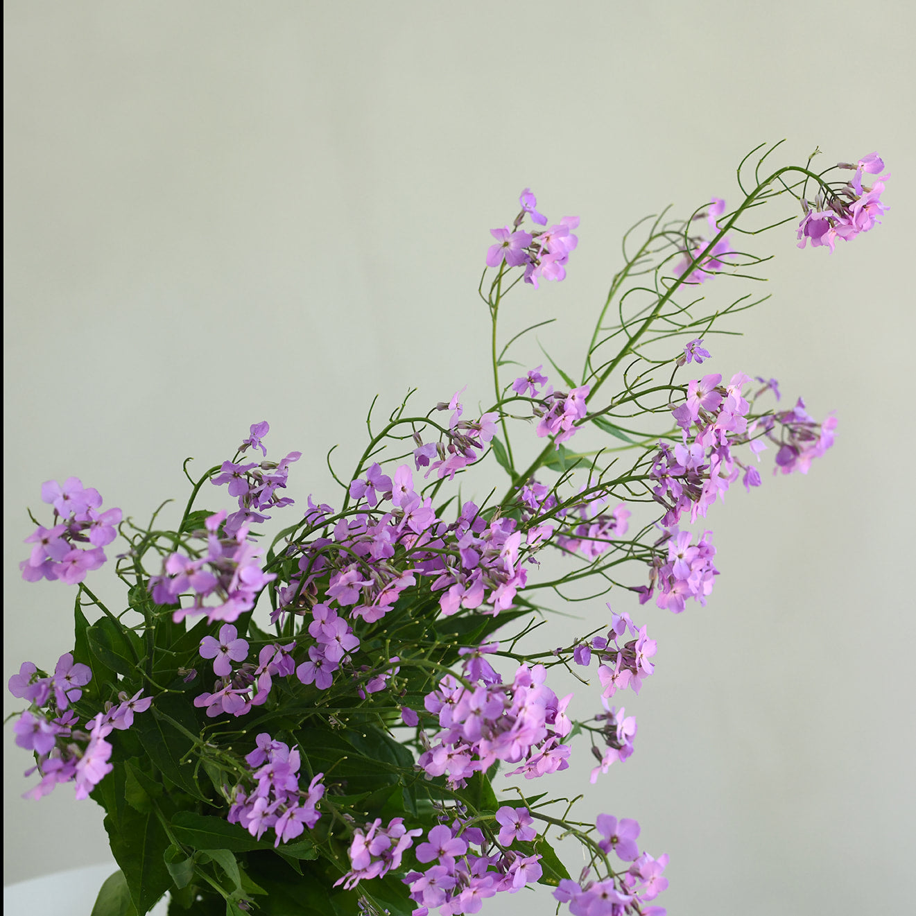 Hesperis Matronalis - Purple