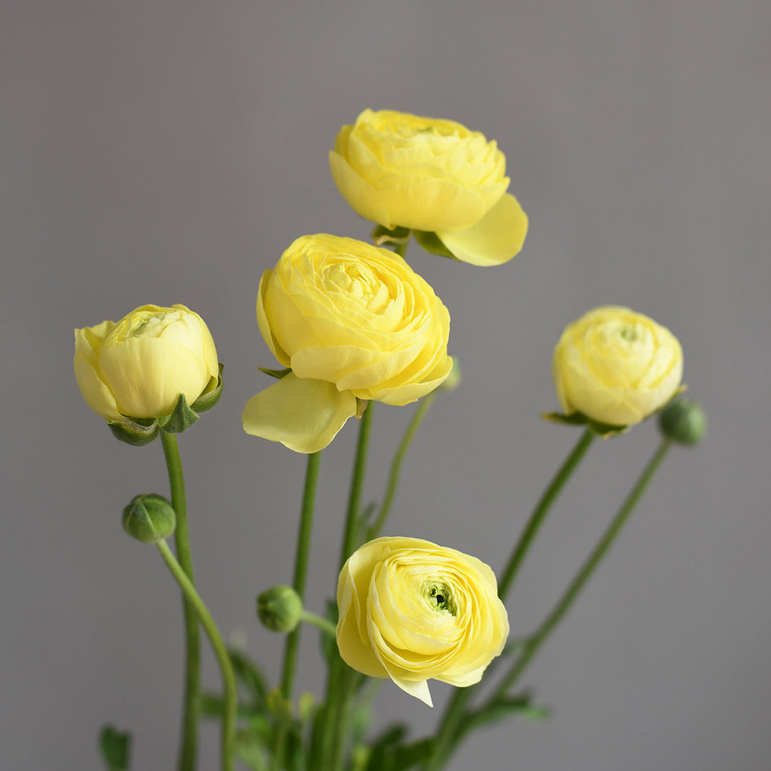 Ranunculus - La Belle Cream