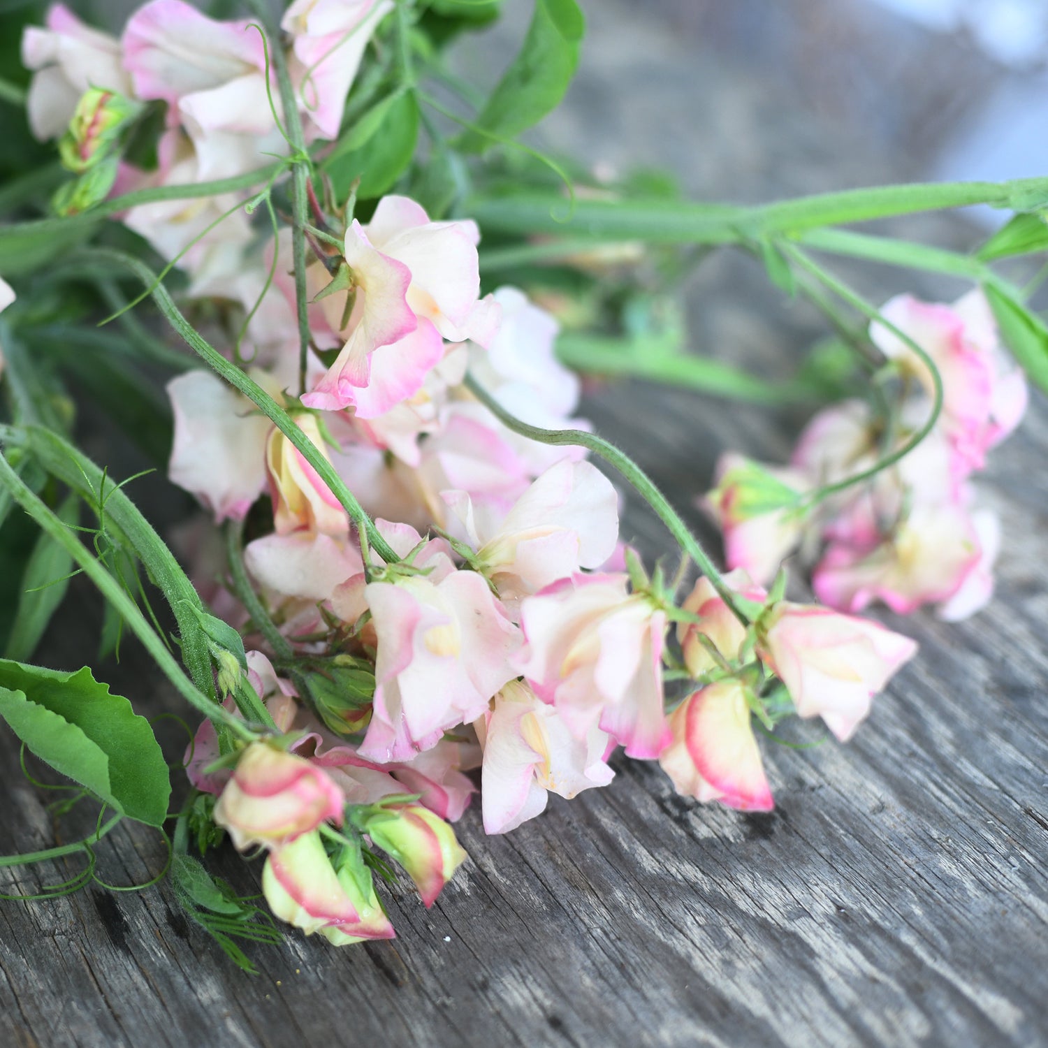Sweet Pea, vining - Mollie Rilstone