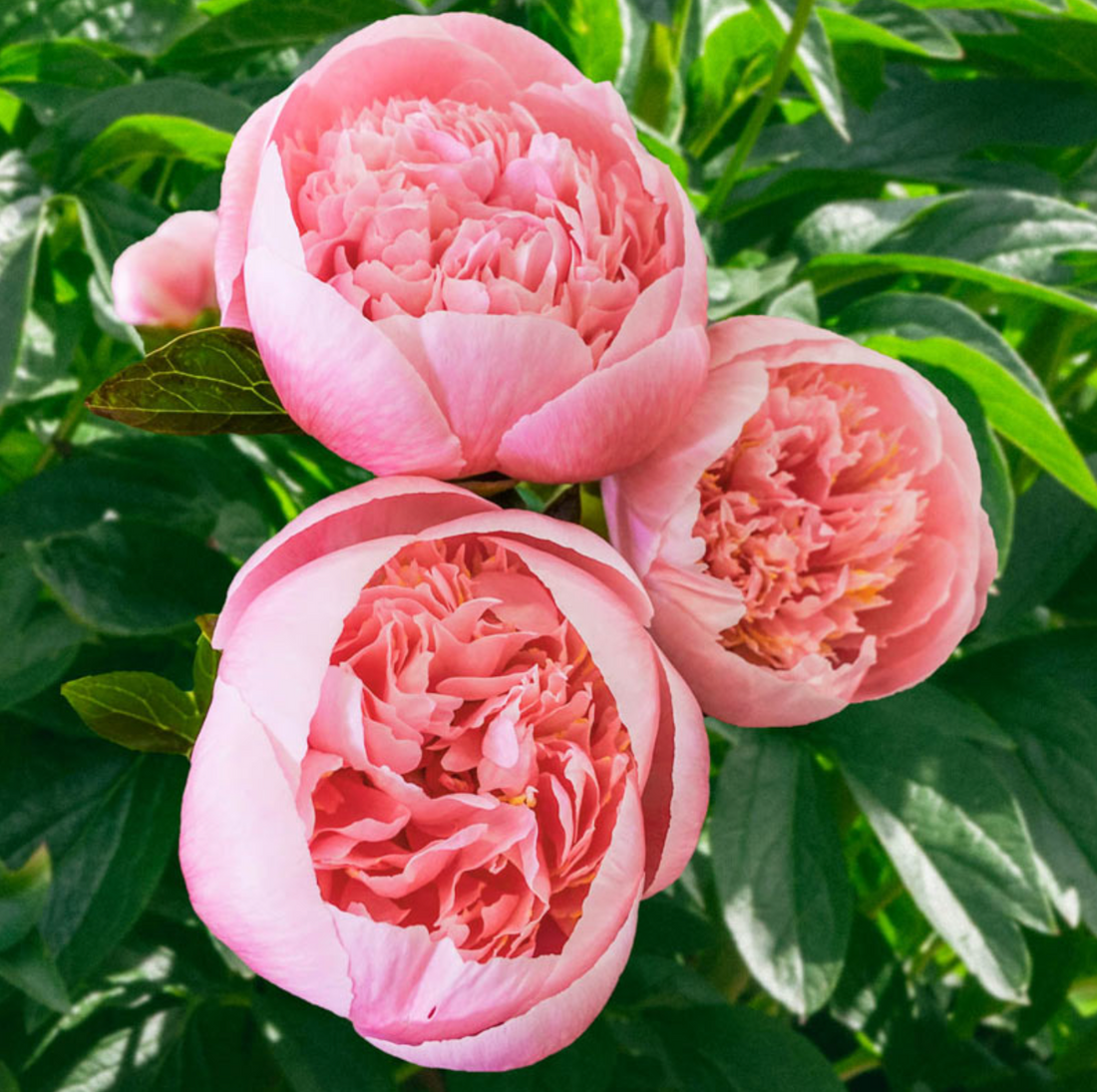 Peony - Etched Salmon