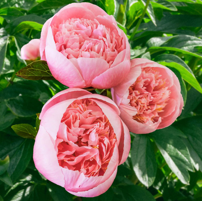 Peony - Etched Salmon